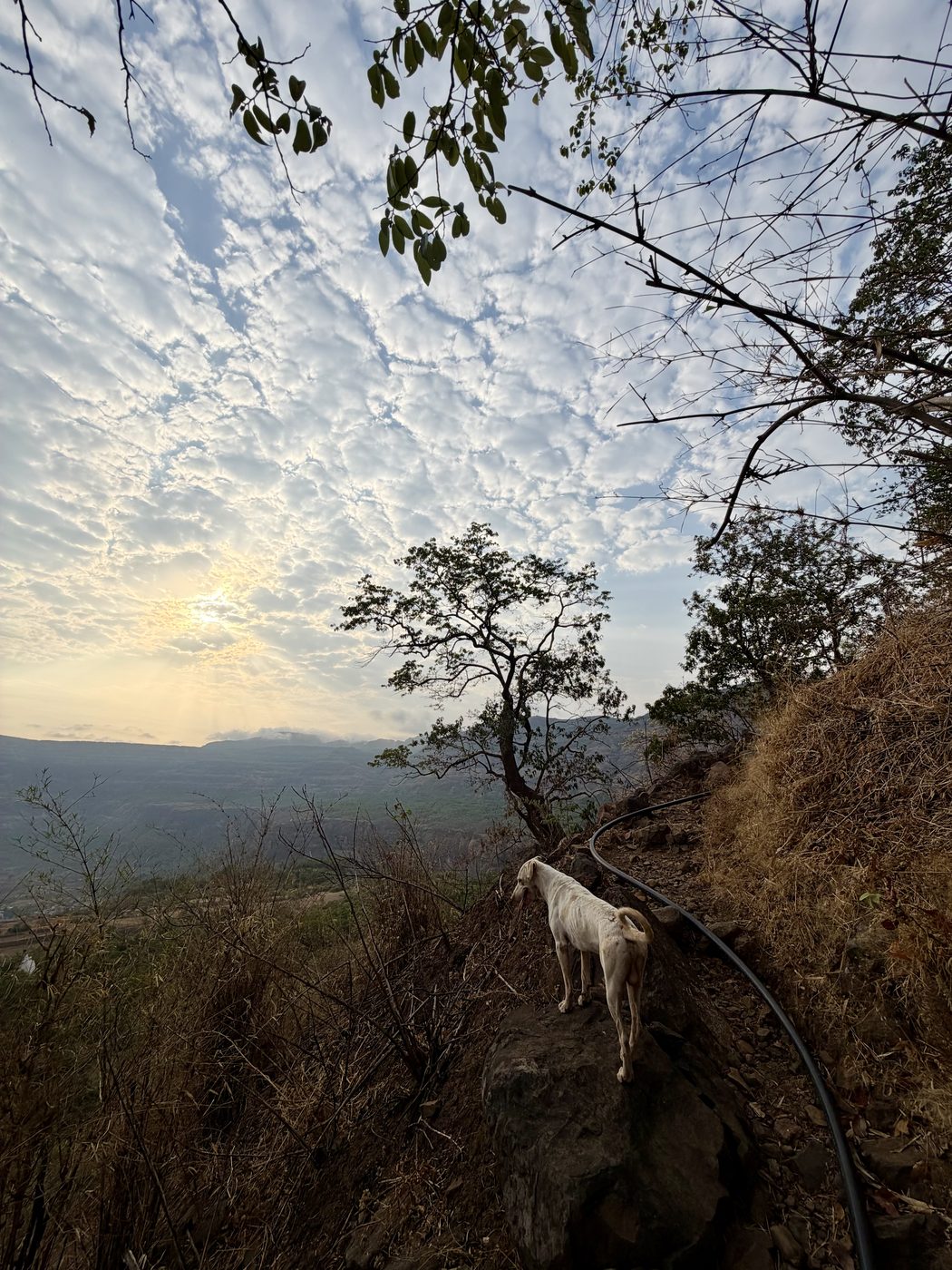 Kothaligad Fort